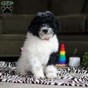 Frisky, Standard Poodle Puppy